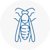 Hereford Wasp Nest Removal